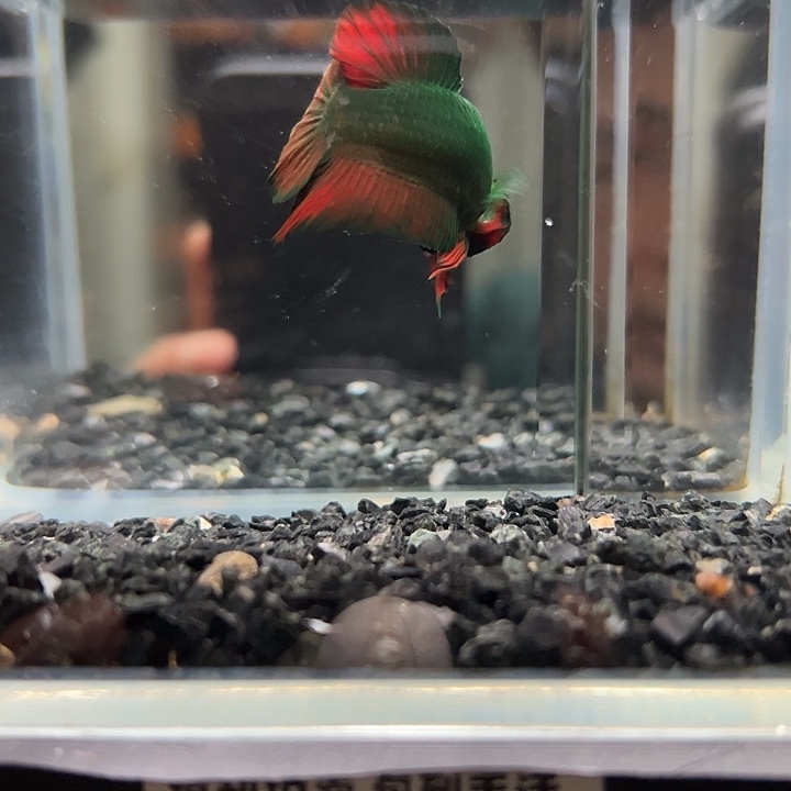 斗鱼跑单拉黑17日5