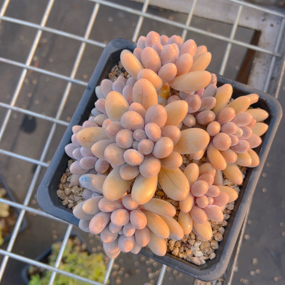 一***光多肉植物保护研究所所长