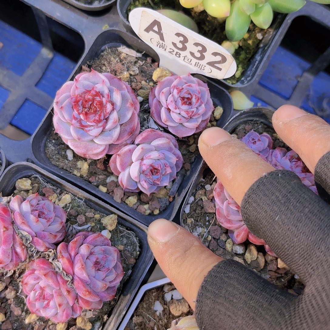 A332天鹅绒一物一拍