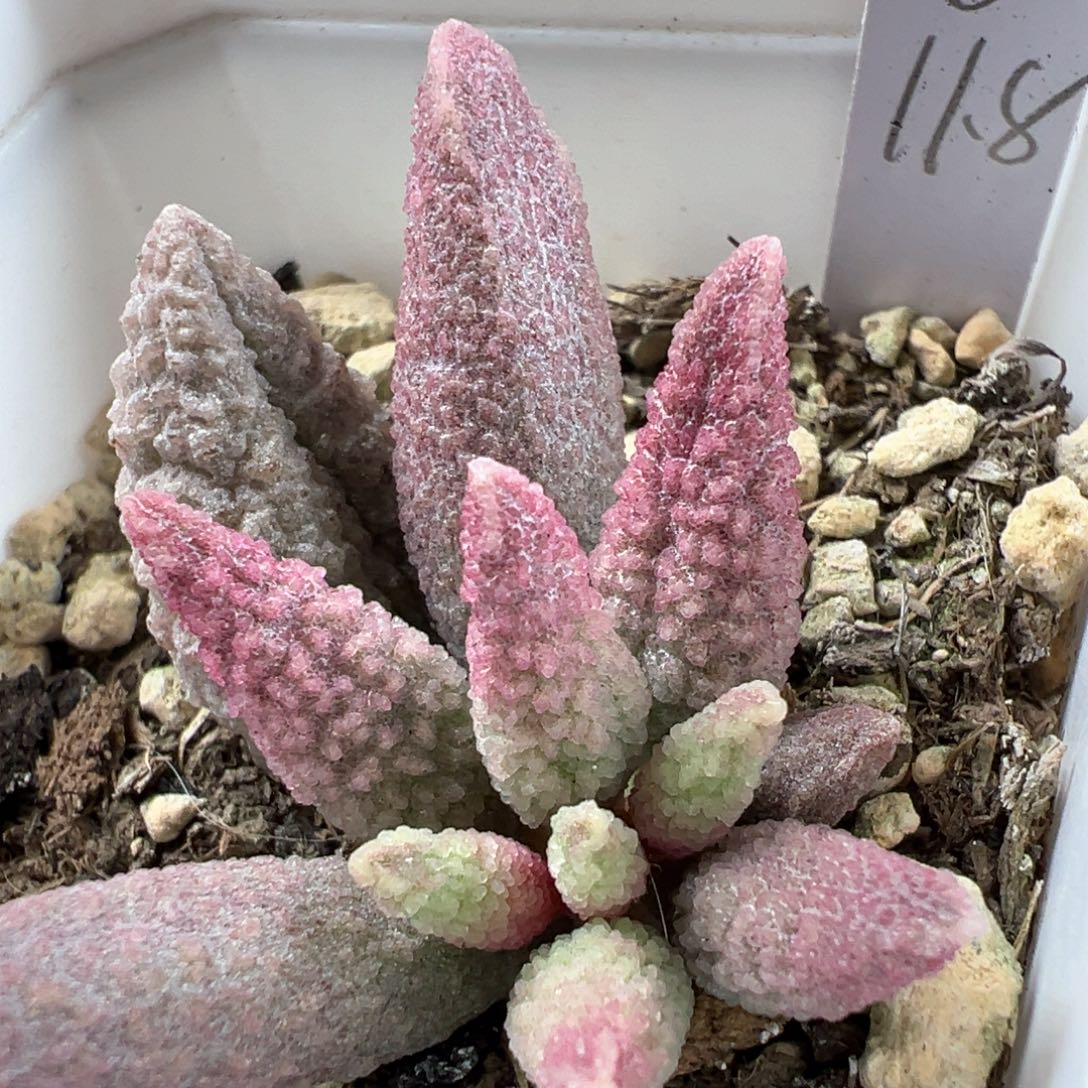 实生低叶苗多肉植物