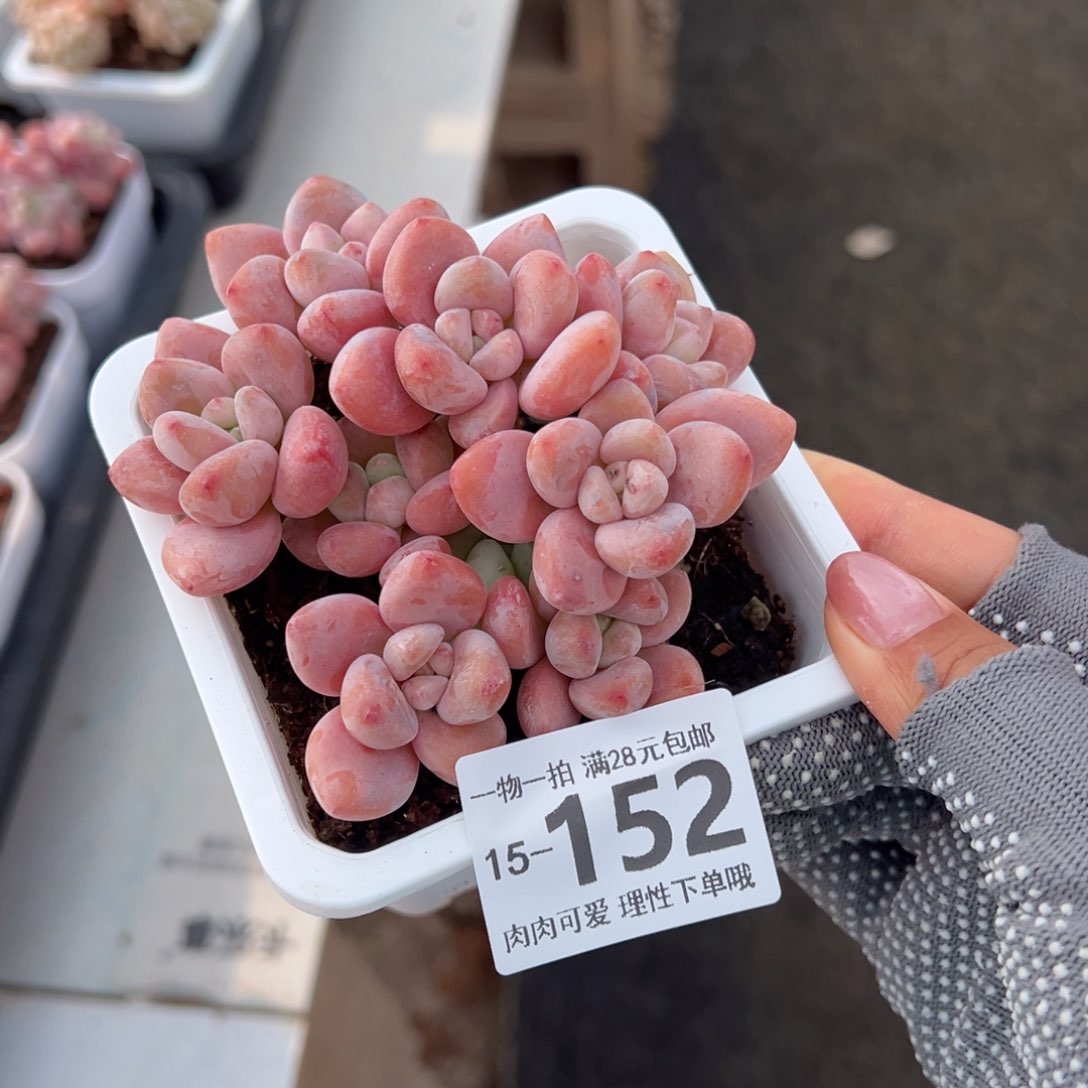 红洛神多肉多肉多肉多肉