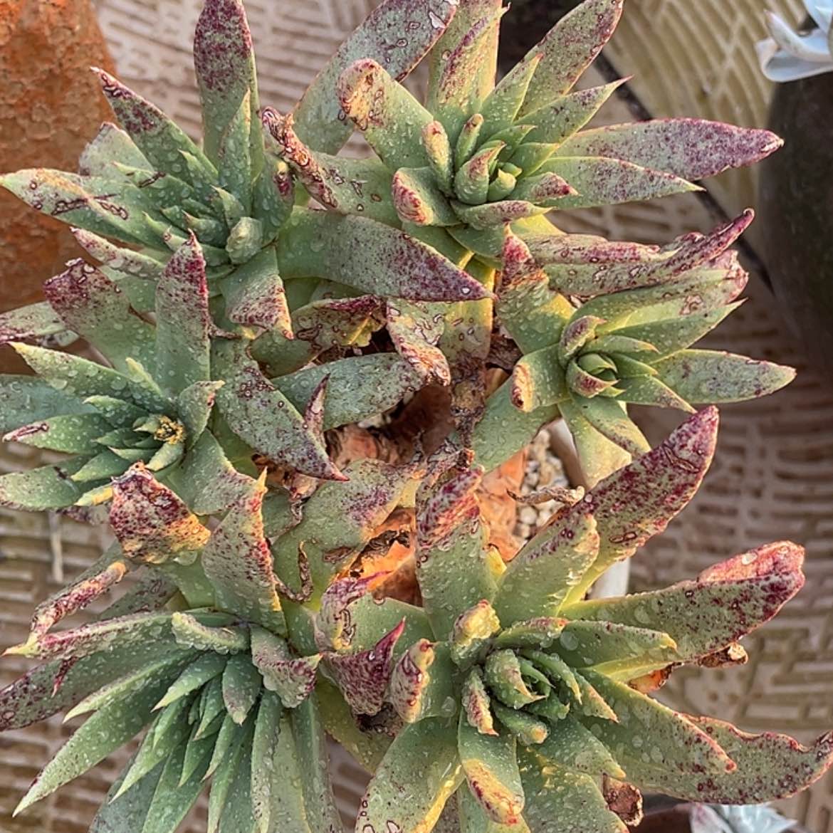 【闪购商品】库尔卓他老庄