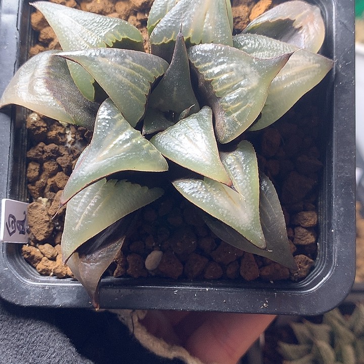 白凤一物一排带盆