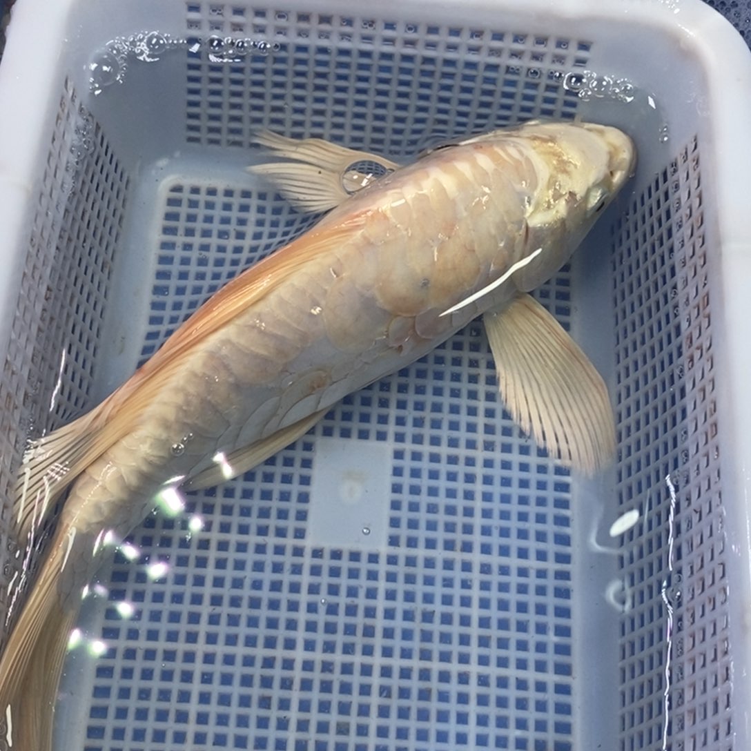 锦鲤冷水锦鲤包邮