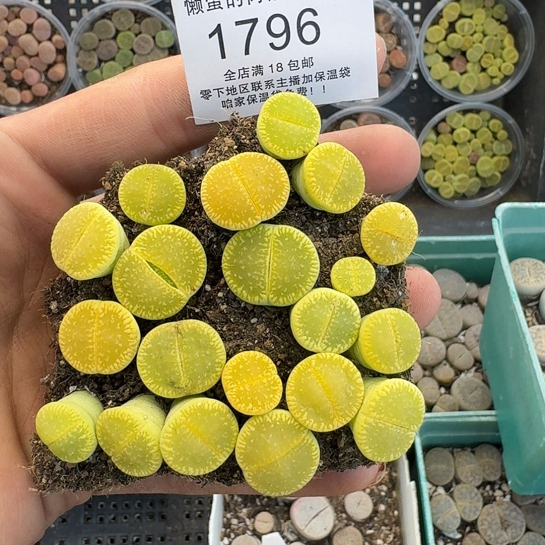 有***鱼1796 哈哈哈哈哈哈哈哈哈哈哈哈