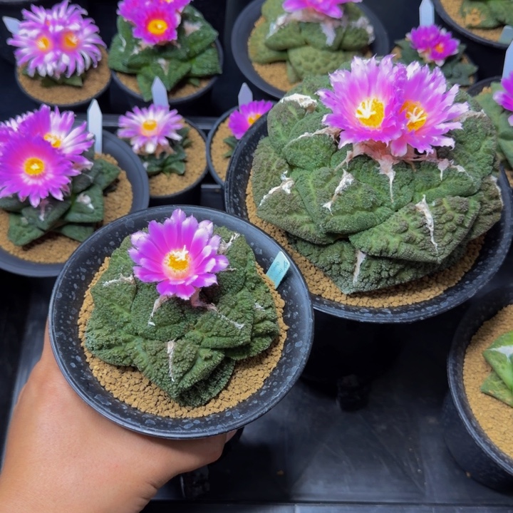 巴索的巨大型矮圆带紫肌哥斯拉