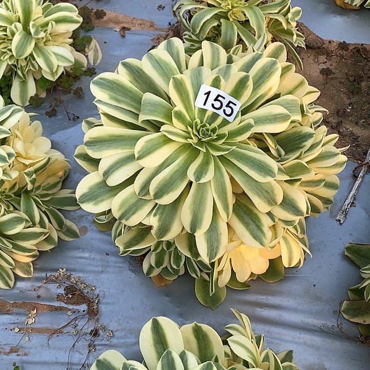 多肉植物法师155欣尼亚