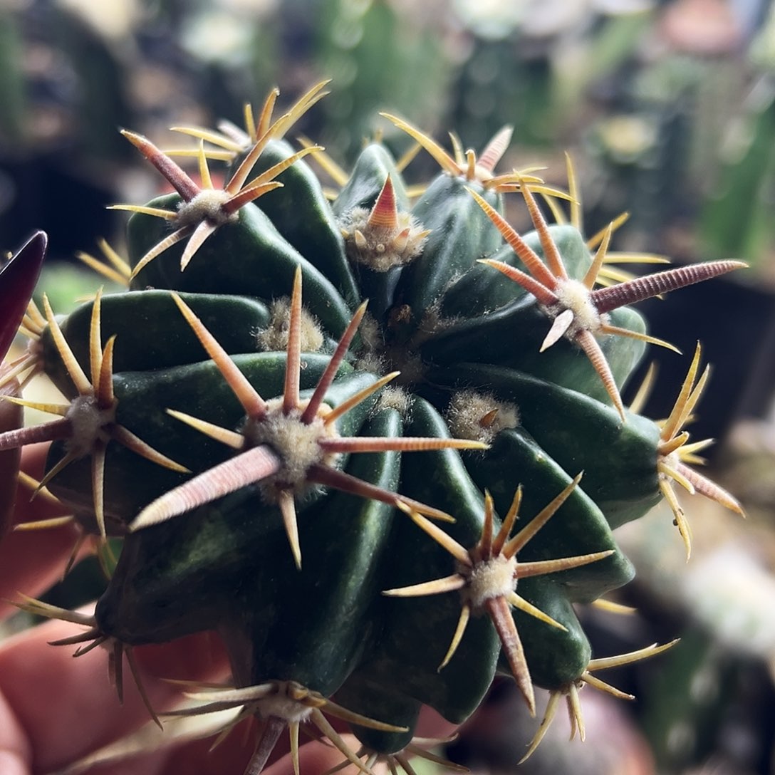 武藏林波仙人球1111111111