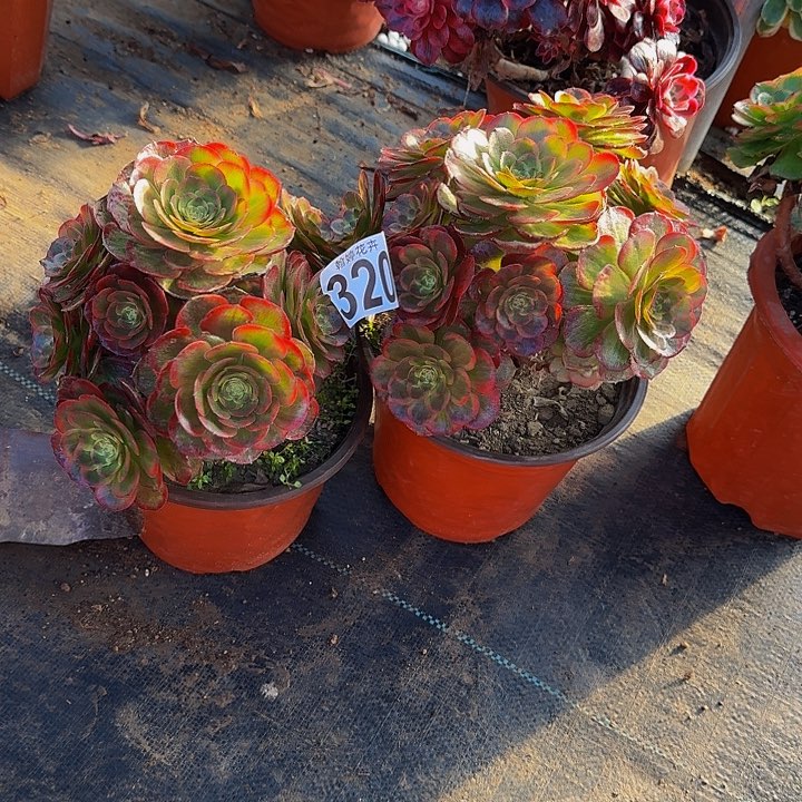 00000000000000000320火狐