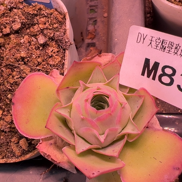 陈陈彩虹多肉植物83