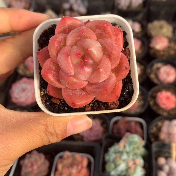 精控油珍妮单头多肉