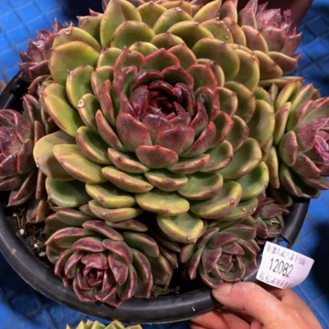 微*?黑曼巴12082多肉