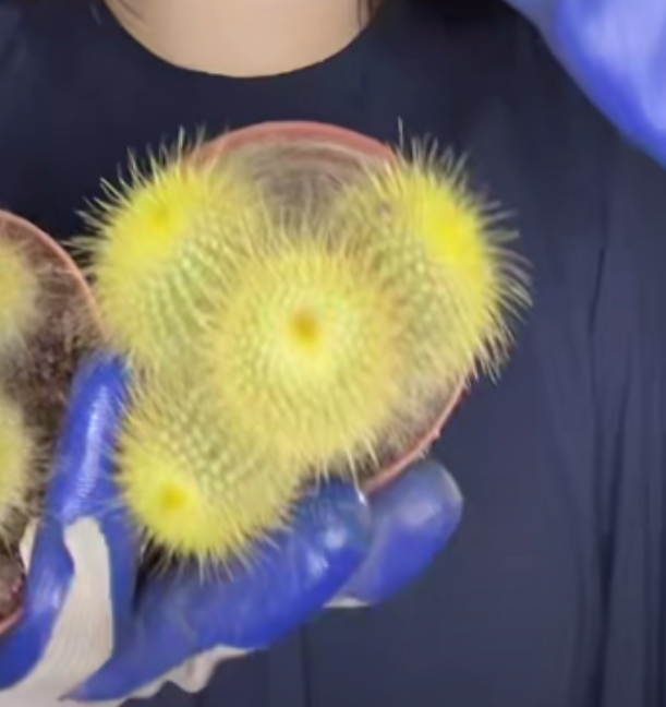 二妹园艺【 1颗 群生金丝猴 实生根 】【冠幅保8公分】脱土随机发货