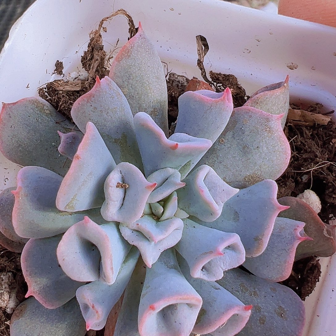 猪鼻子19包邮多肉植物