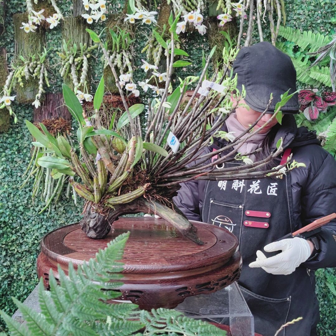 81铜皮鼓槌翅梗翅鄂花卉植物微景观