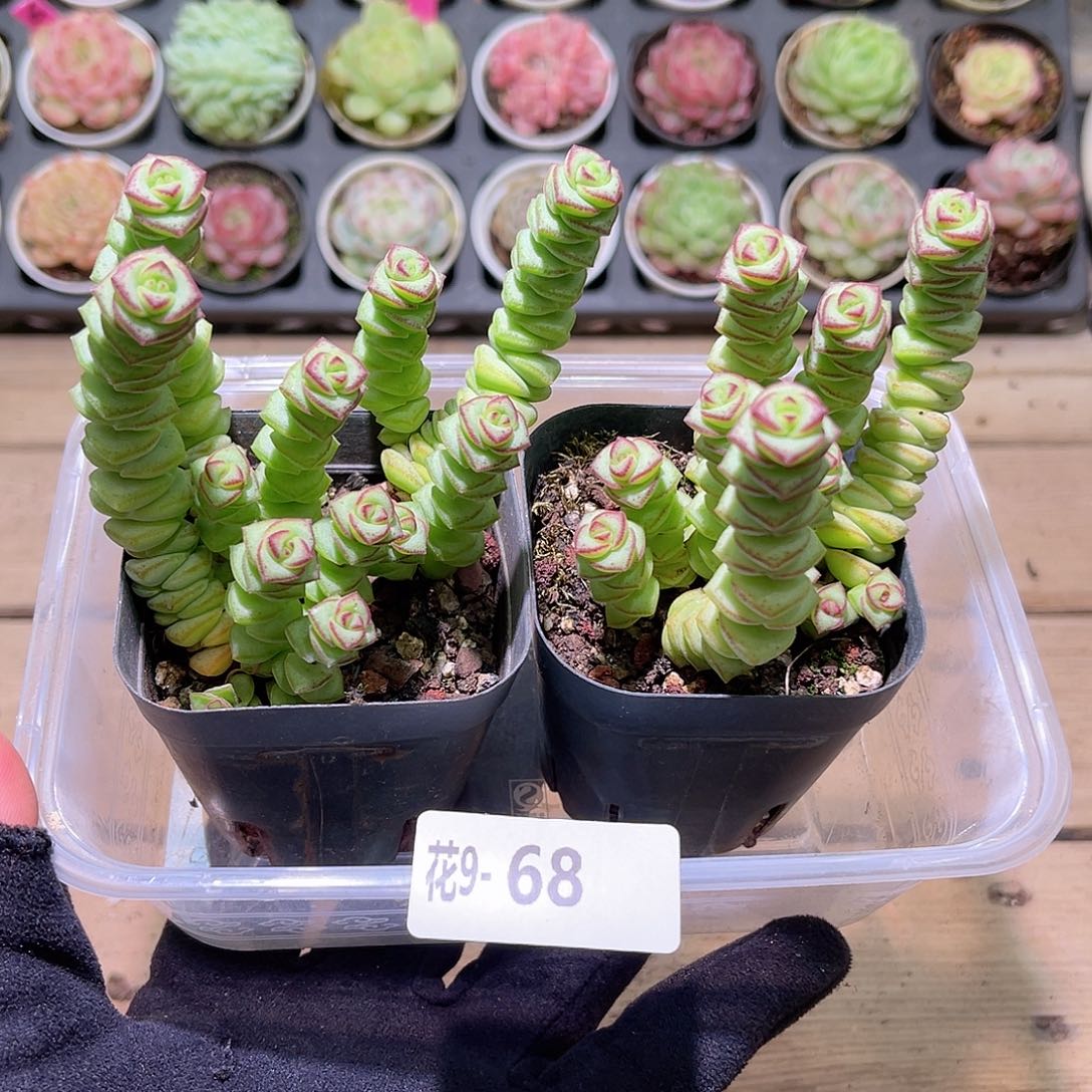 花利美9-68钱串2颗