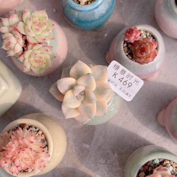 469 美杏锦 带陶瓷盆发货 满28包邮