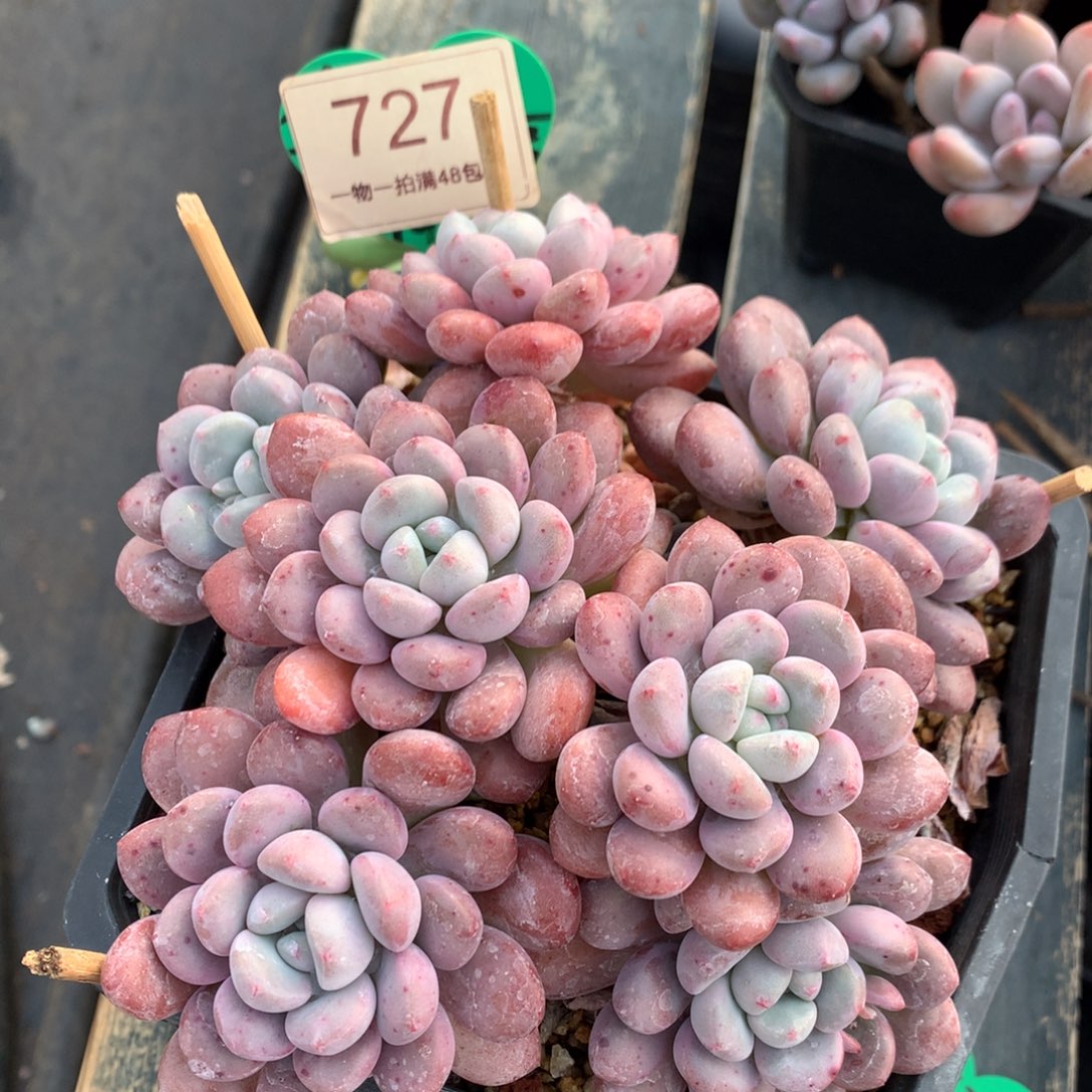 白露老桩无砍平头