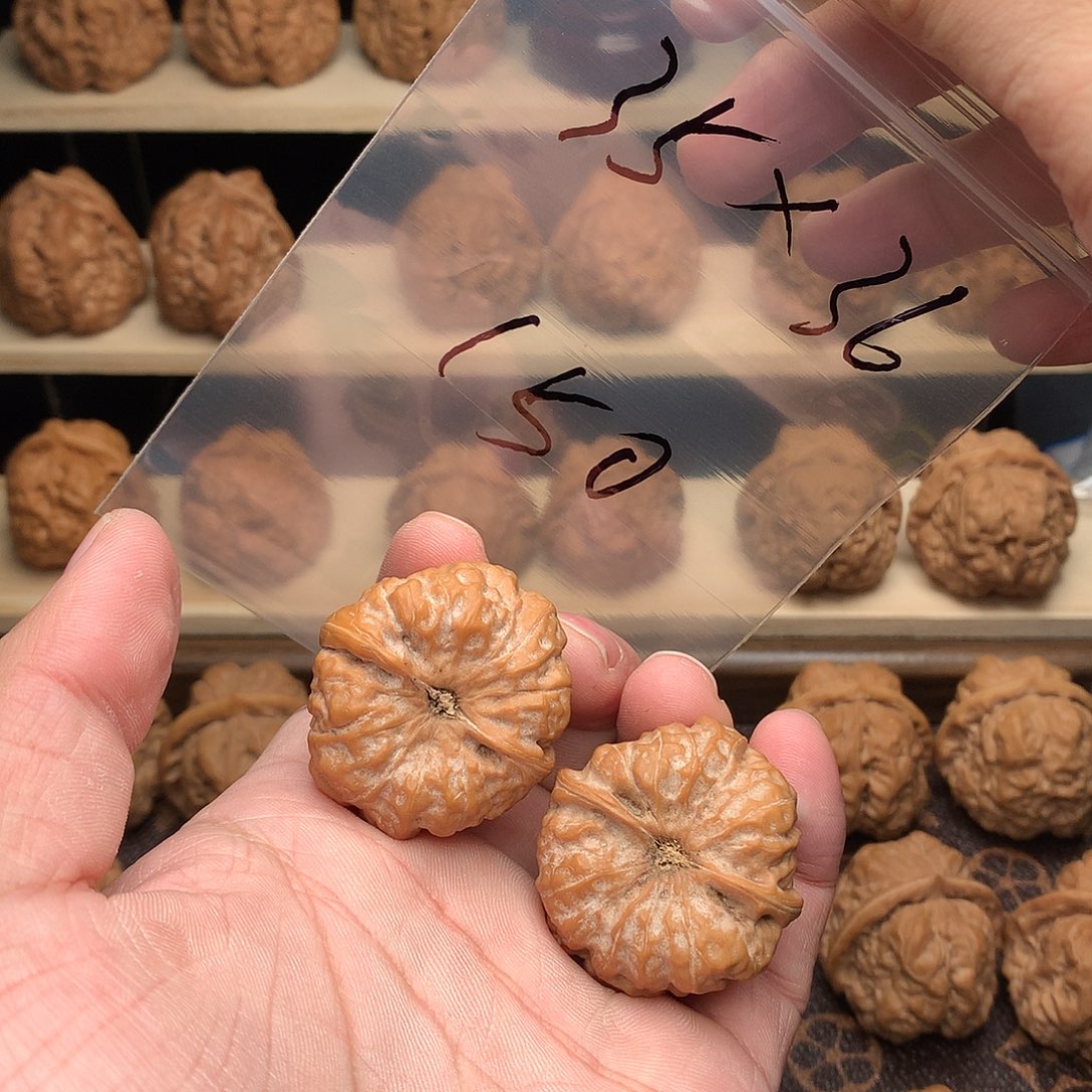 日***生核桃蛤蟆头35尺精品