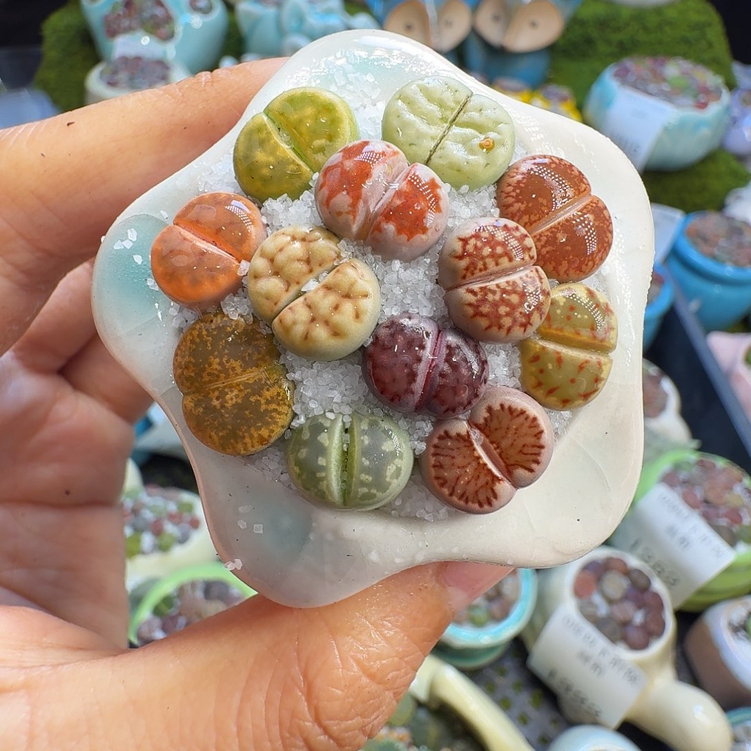 多肉植物福利冲1335