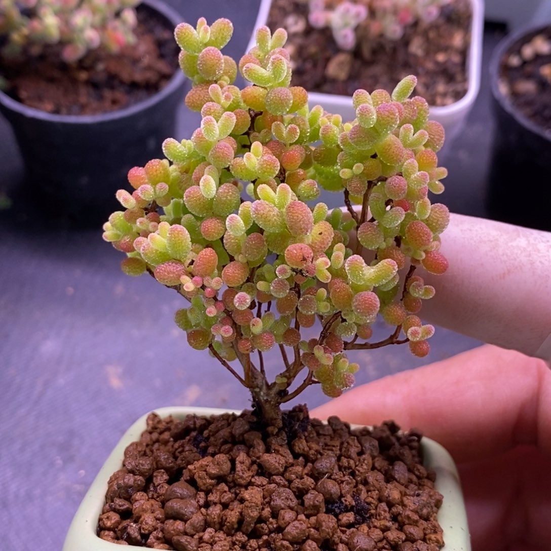 遇****燕蜜橘糖球。     