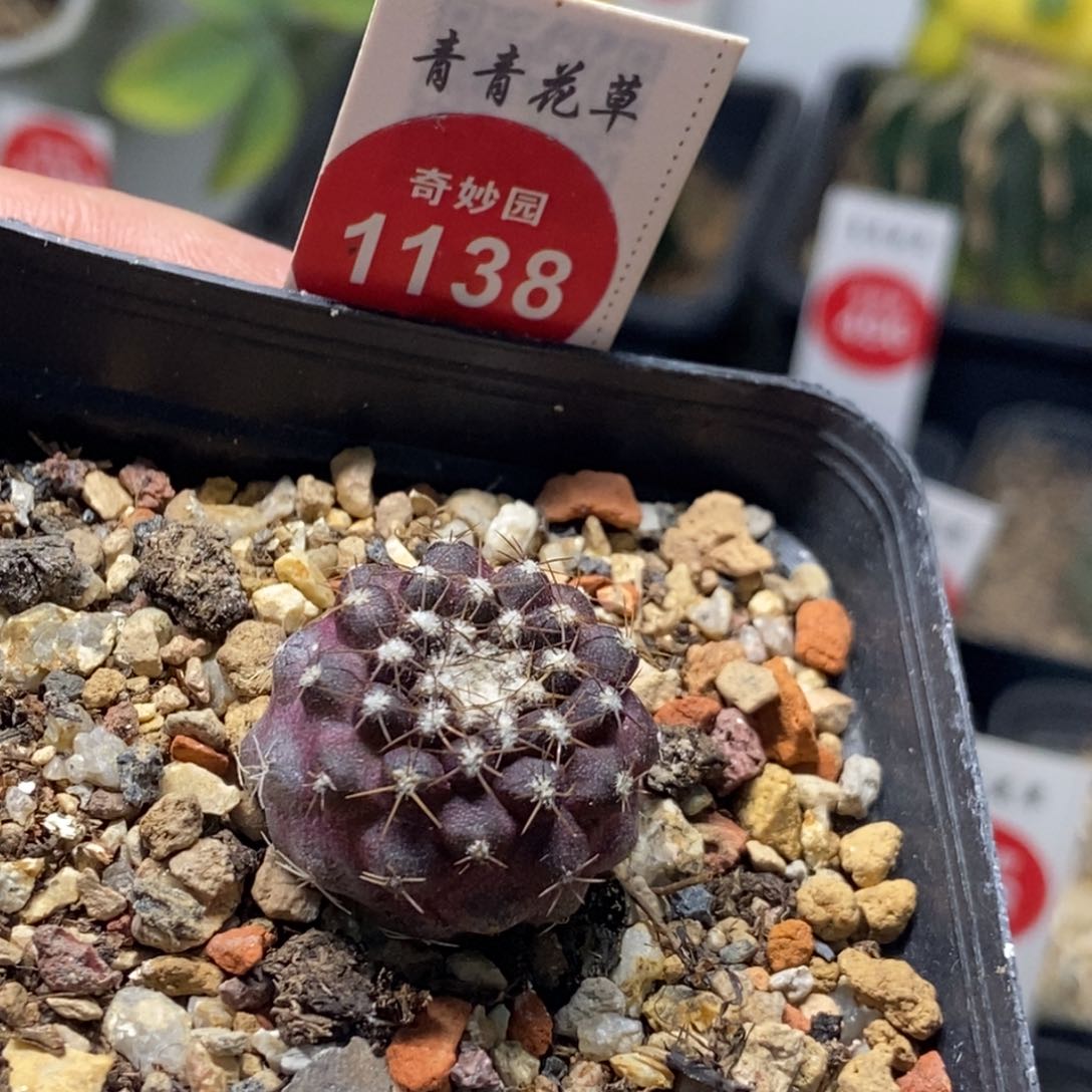 特紫龙爪球实生2.2厘米
