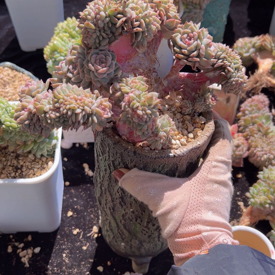 花*朵新年快乐新主播福利