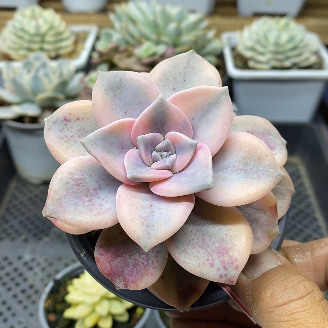 20134 粉紫乐覆轮锦