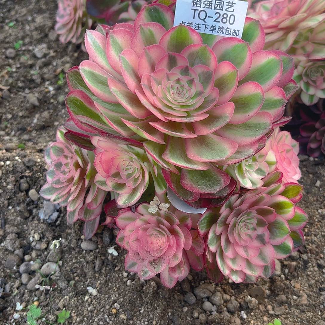 荔枝多肉植物六号280