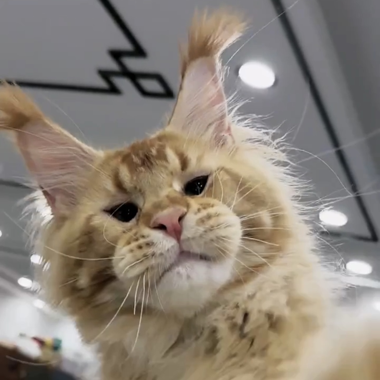 【大勇国际宠物高端缅因猫】活体猫猫