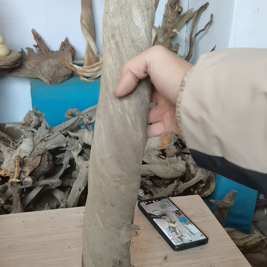 柏木（崖柏）崖柏手把件，，，，。