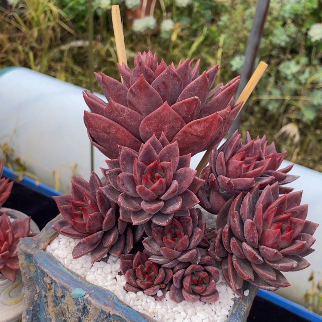 多肉植物盆栽多肉