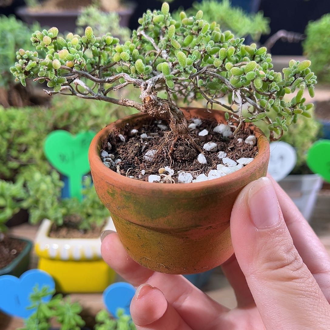 006蜜橘老桩精致造型
