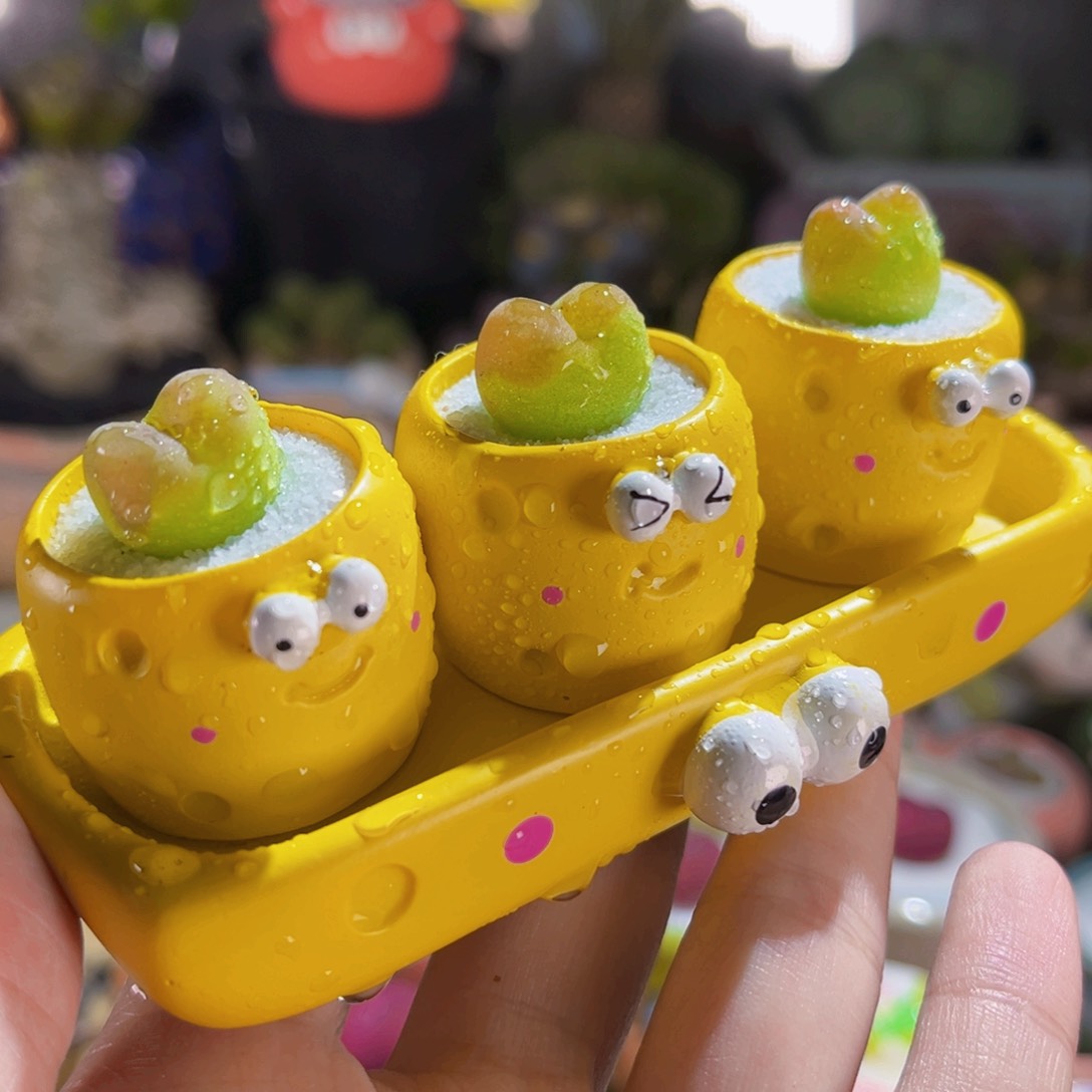 054小黄人拼盘怡红连盆带土包邮