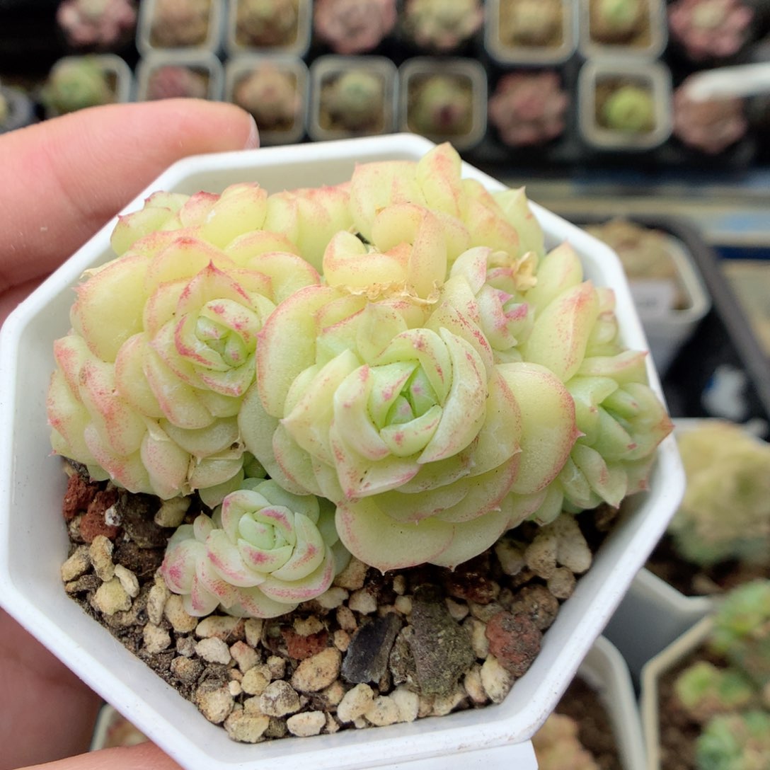 X20白天鹅，20包邮两天凑单