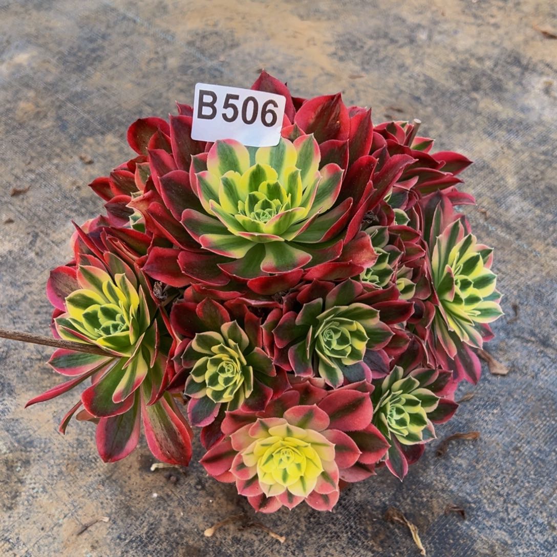 法师多肉白凤506