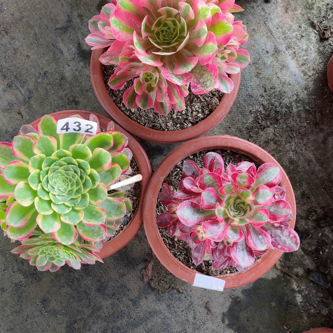 【闪购商品】套餐432多肉