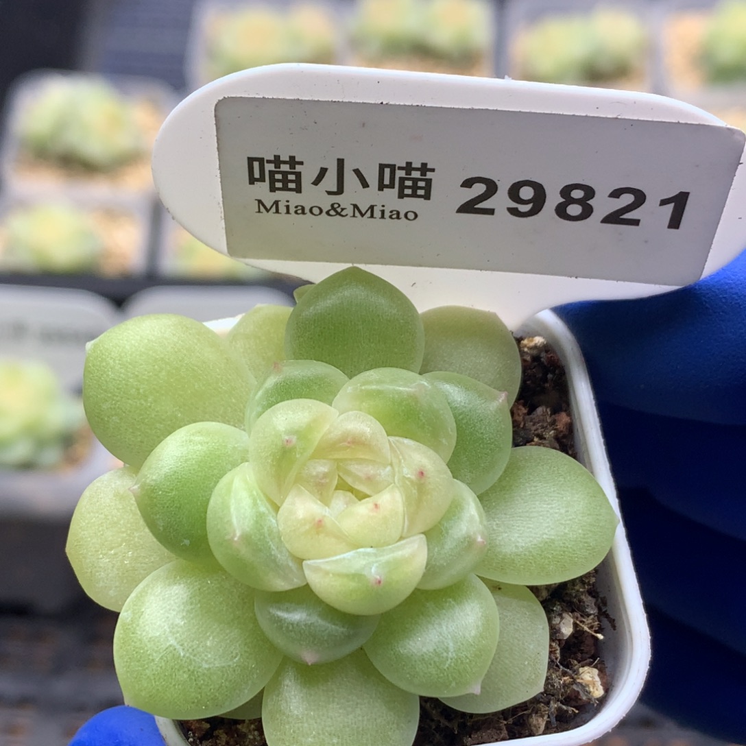 多肉植物杂交珍妮