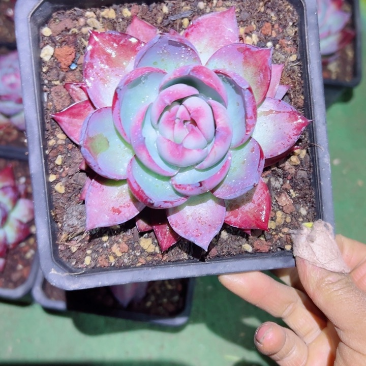 精品多肉植物老桩