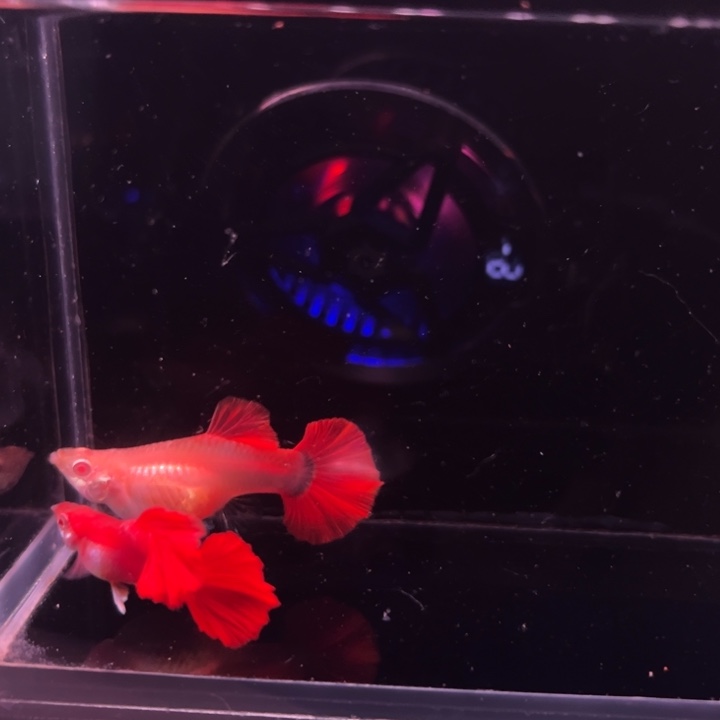 u****孔雀鱼折扇白子短体1对