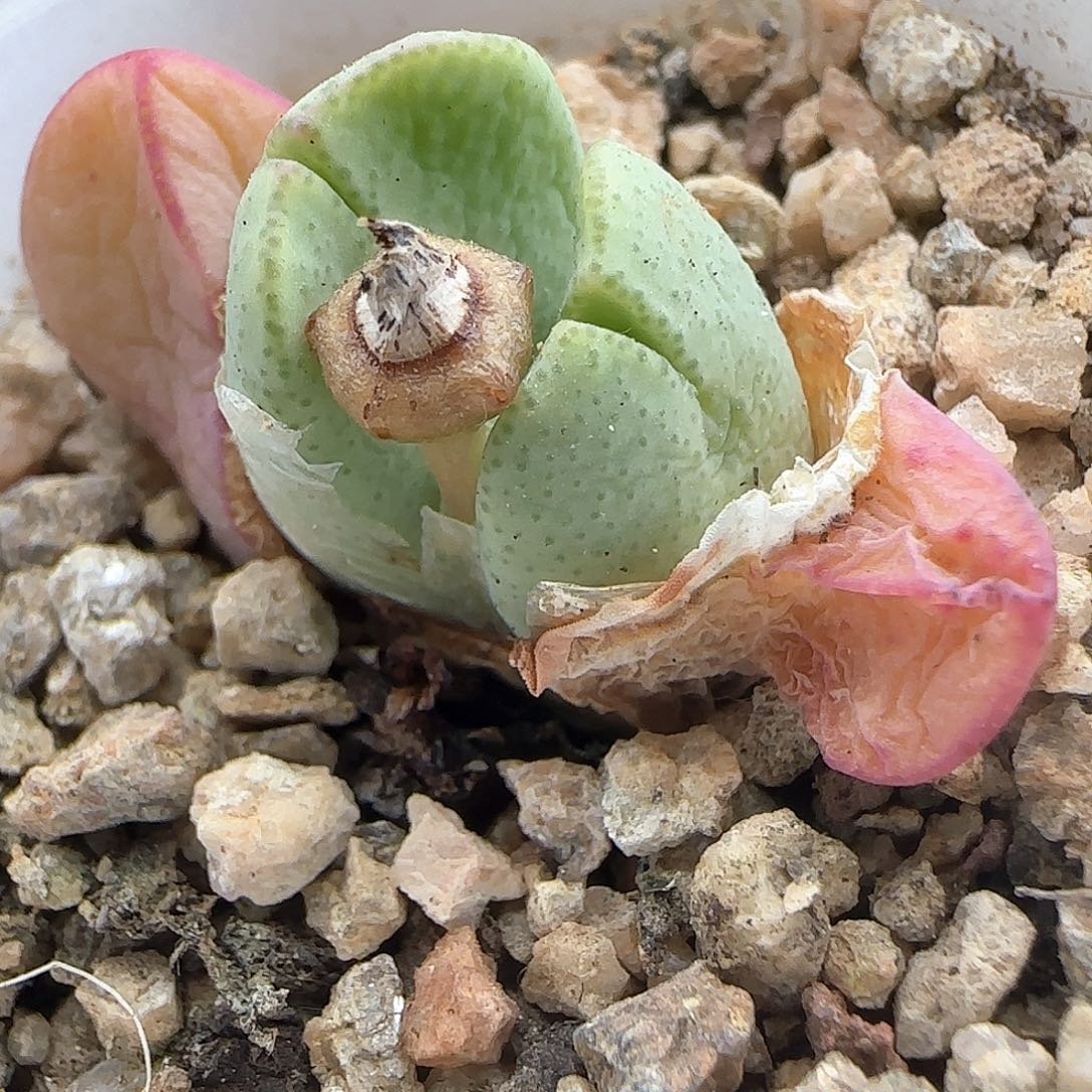 少将。       33593