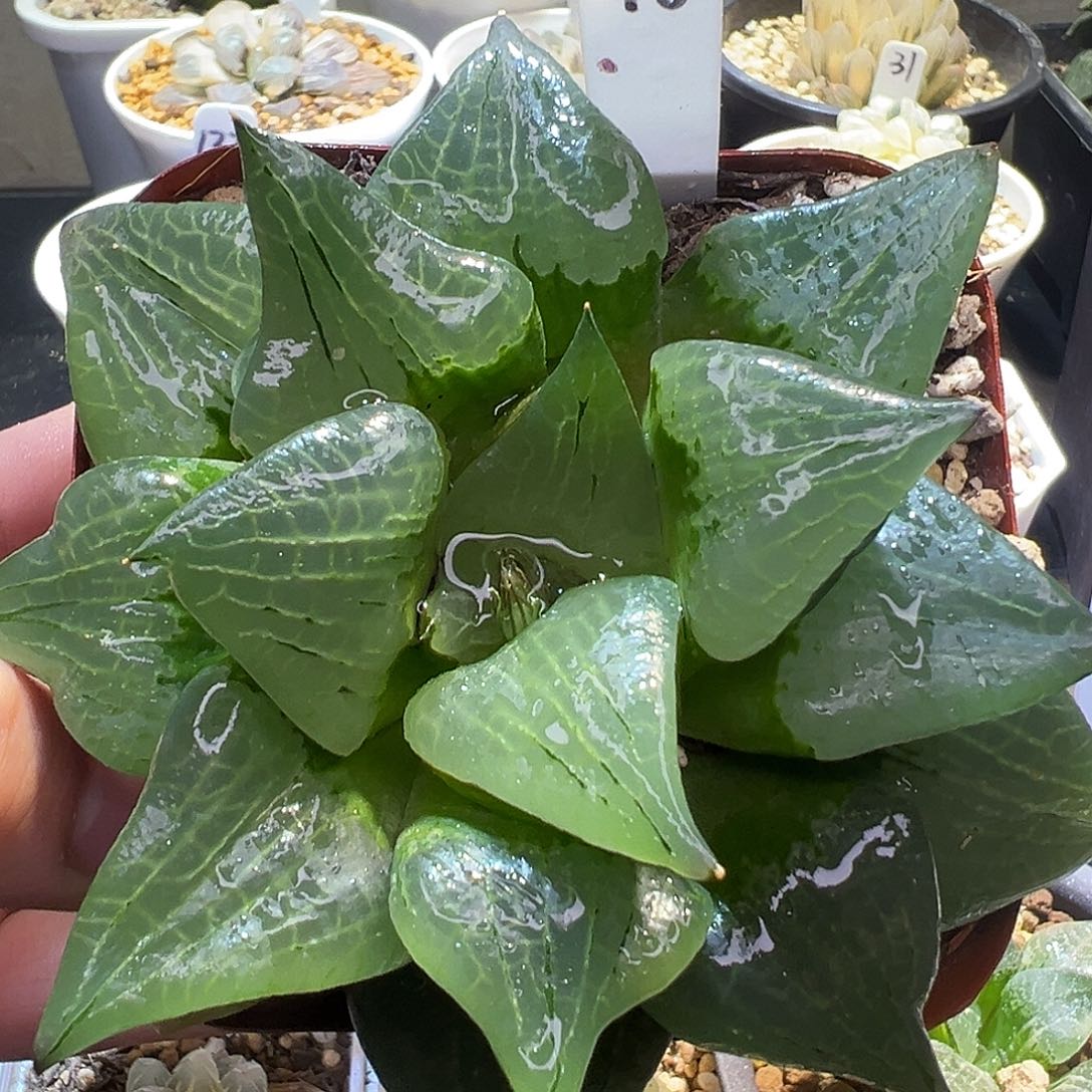 96号阿寒湖母本特选