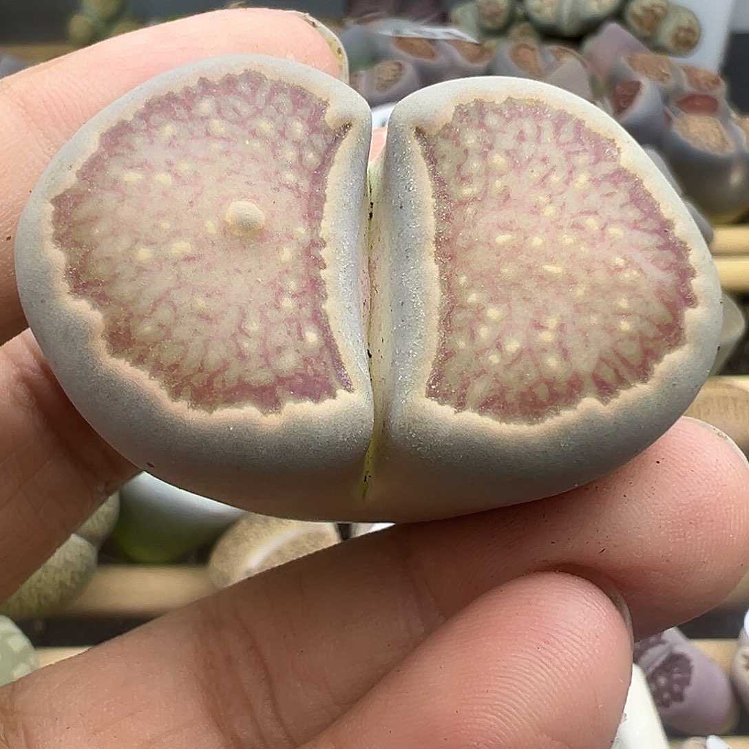270巨型菊福利11122221