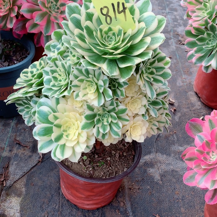 814迈巴赫多肉一物一拍～