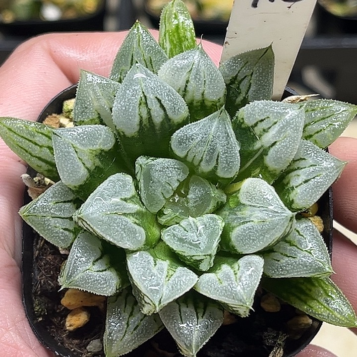 413爱心寿锦头家多肉十二卷