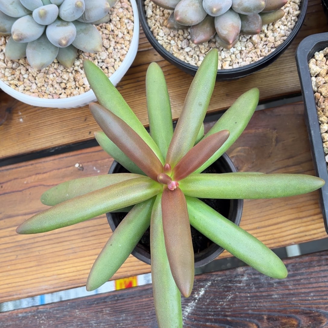 简***福椰子树，多肉植物寄养