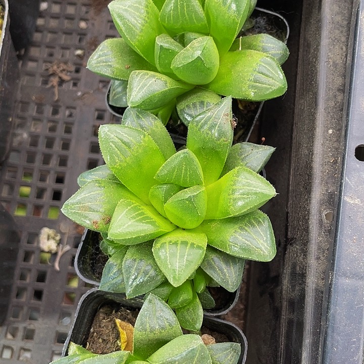 水晶寿2.8带盆土发