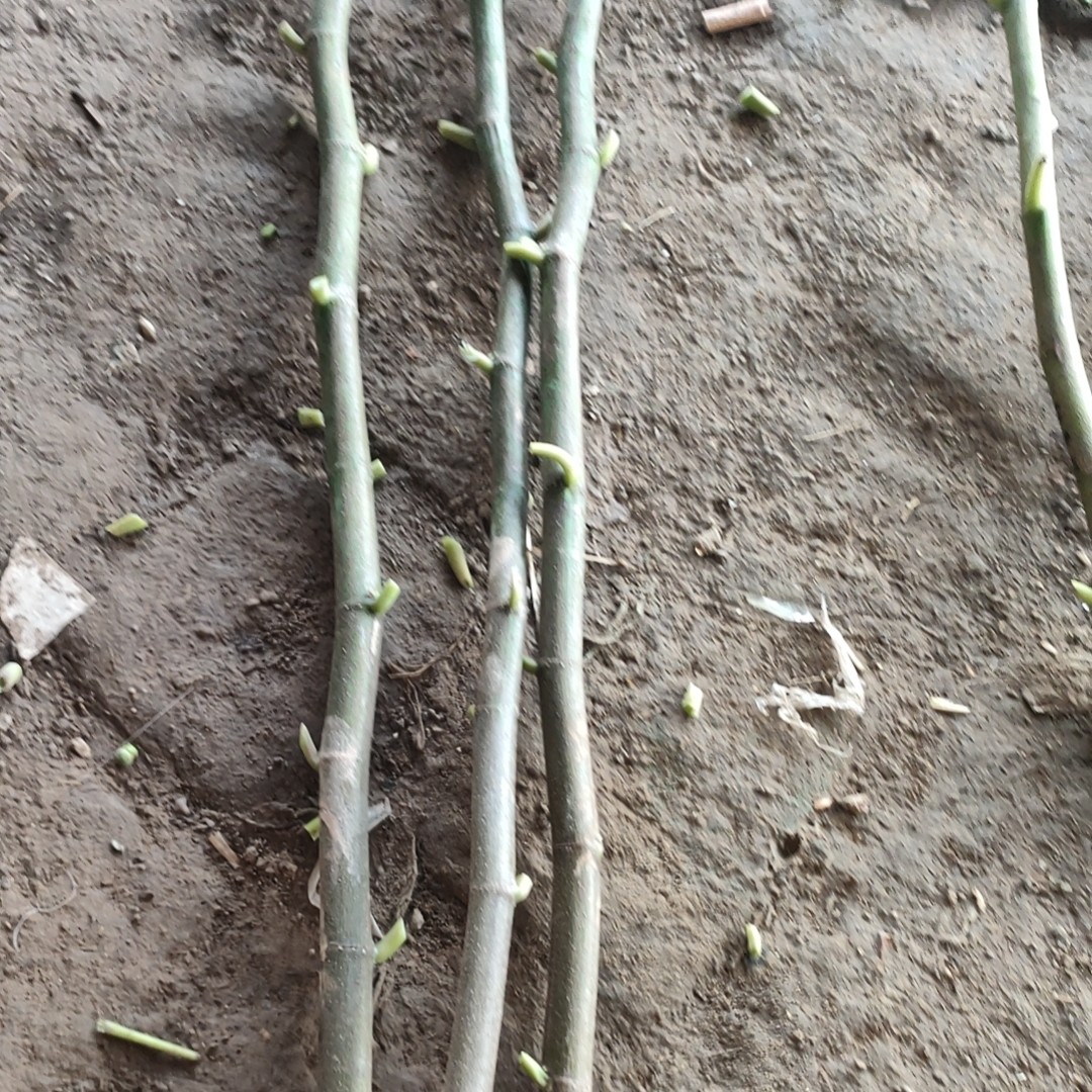 爱上无花果中端无花果枝条 超值盲盒 