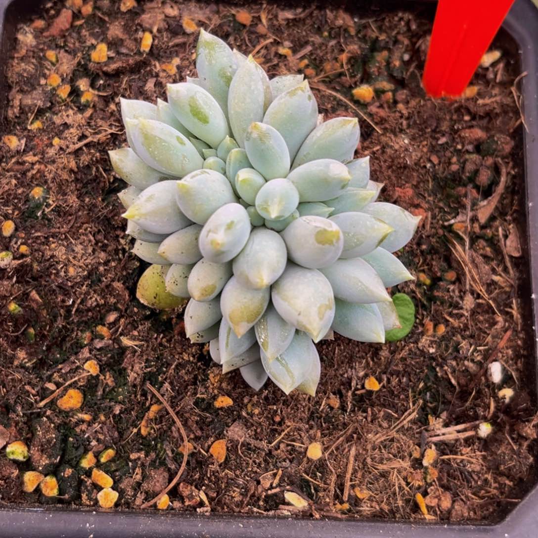 八*9048下午多肉植物群生