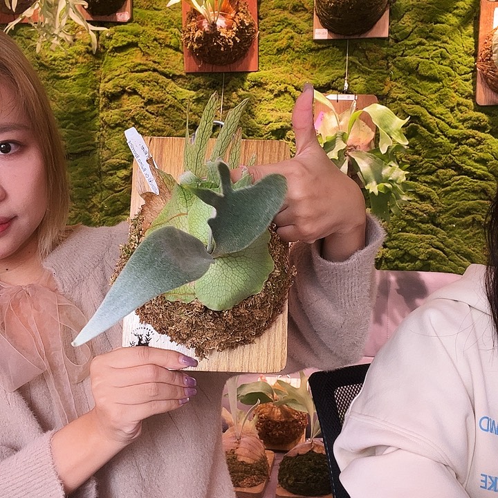 不开花植物stem 新混播